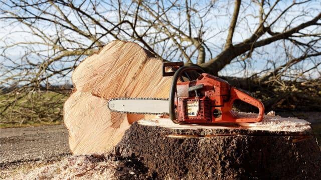 baumarbeiten_hamburg Baum schneiden Hamburg