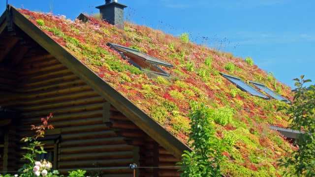 dachbegruenung_privat_hamburg Dachbegrünung Privat