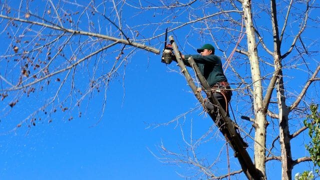 grossbaum_pfleg_hamburg Großbaumarbeiten Hamburg